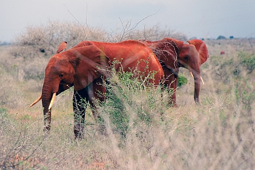 Kenia (412)